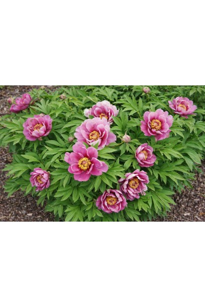 Півонія Іто-гібрид Янкі Дудл Денді